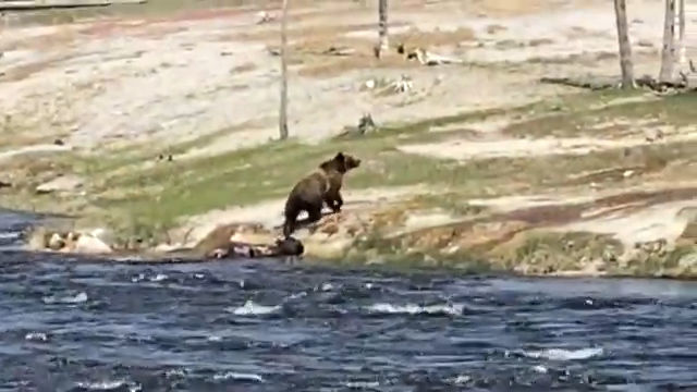 Bear vs. Bison